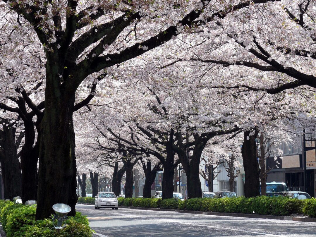 桜の美しい平和通りのイメージ