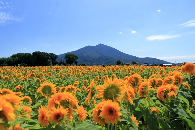 筑波山を臨むひまわり畑のイメージ