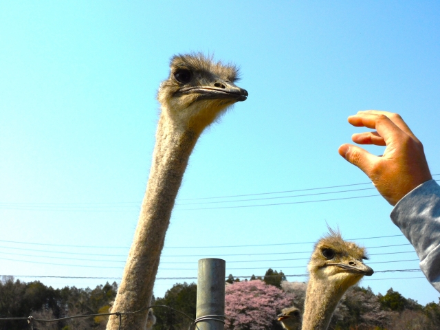 石岡ダチョウ王国のイメージ