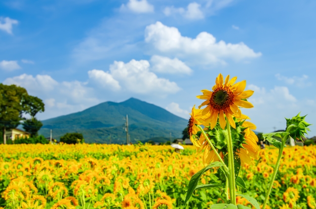 筑西市あけのひまわりフェスティバルのイメージ
